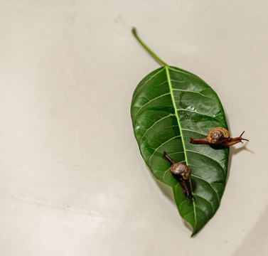 蜗牛