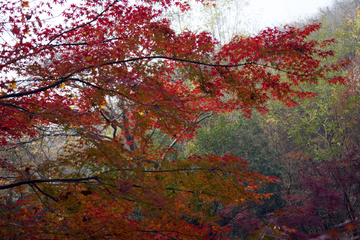 栖霞山红叶