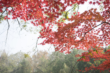 栖霞山红叶