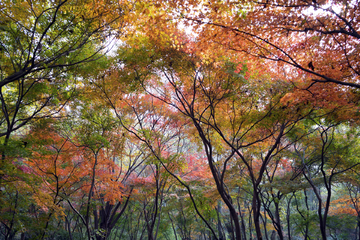 栖霞山红叶