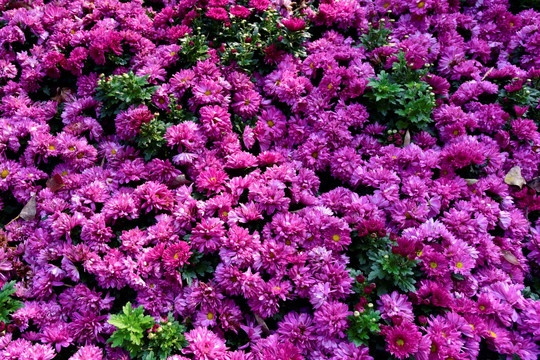 紫色雏菊壁纸