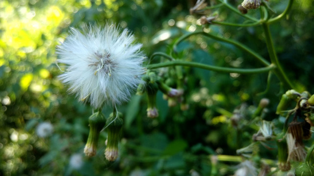 野草