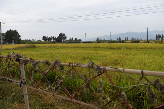 田野