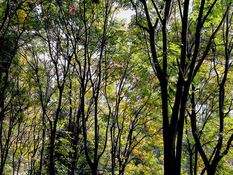 秋天的树林子