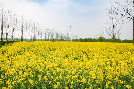 安徽芜湖无为县油菜花田旅游风光