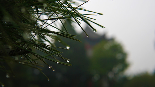 雨天雨珠