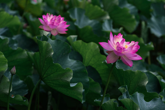 荷花