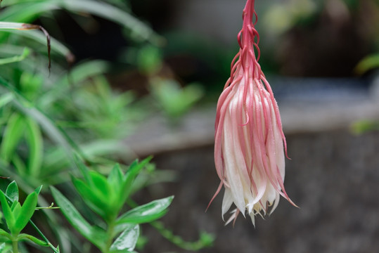 昙花
