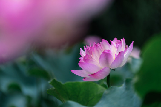 荷花