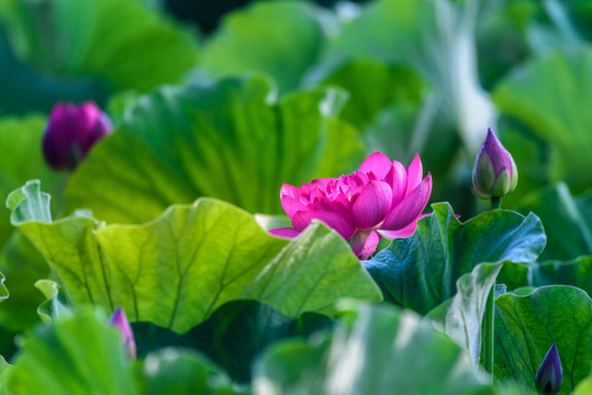 荷花