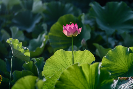 荷花