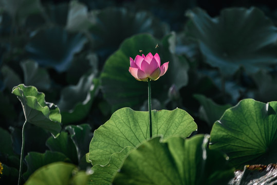 荷花