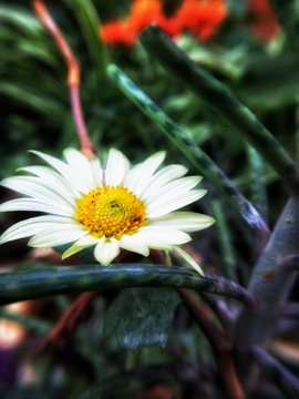 菊花
