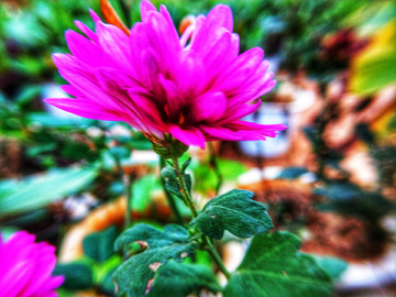 菊花