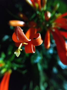 炮仗花
