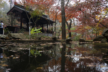 栖霞山红叶