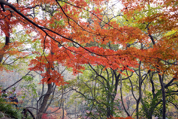 栖霞山红叶