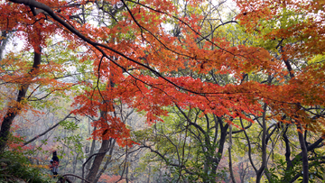 栖霞山红叶