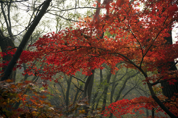 栖霞山红叶