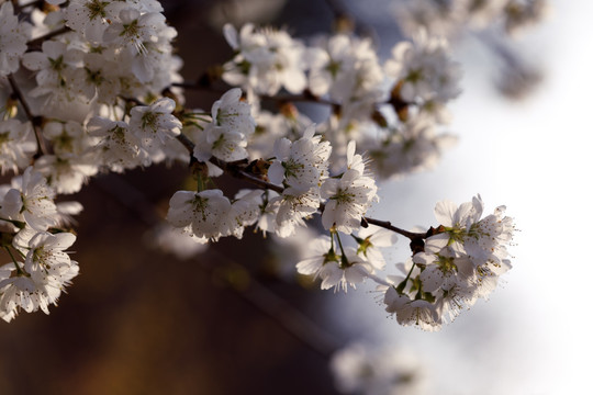 樱花