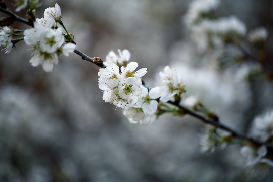 樱花