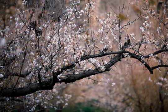 樱花