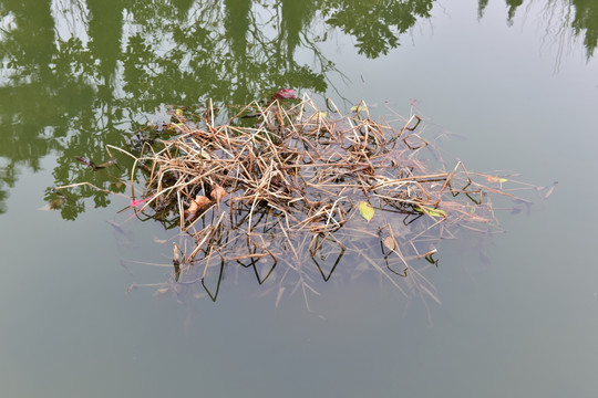 池塘里的浮萍