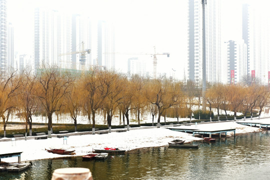 冬天里的河边柳树
