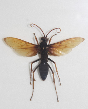 鳖甲角蜂