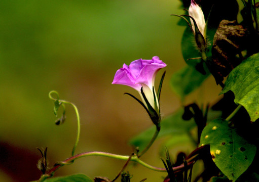 牵牛花