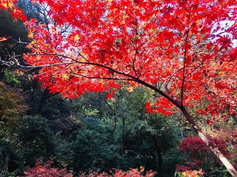 岳麓山的枫叶红了