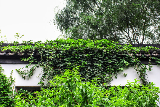 绿植绿化植物墙