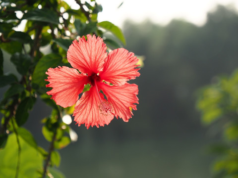 花开了