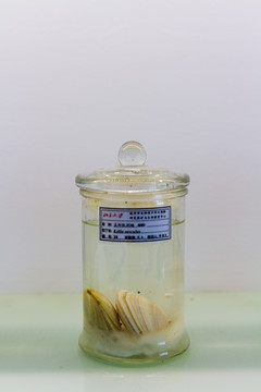 钦州三娘湾海豚科普馆豆形凯利蛤