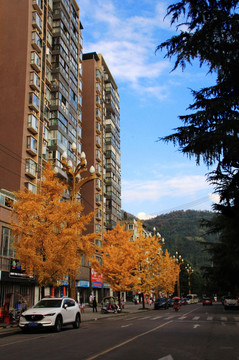 高楼下的金色银杏树