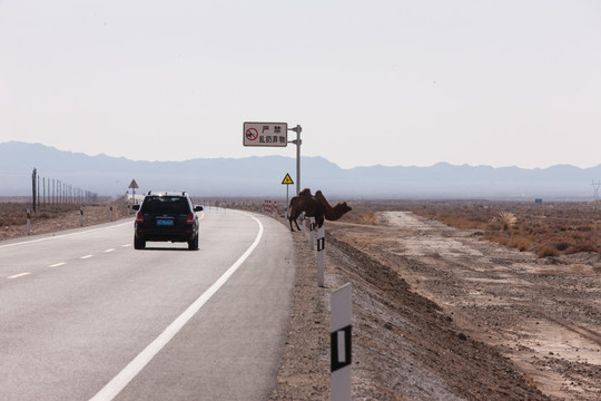 骆驼穿越公路