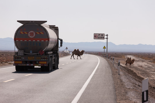 骆驼穿越公路