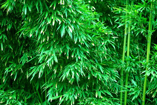 竹子竹节竹叶