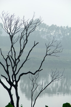 江边枯树