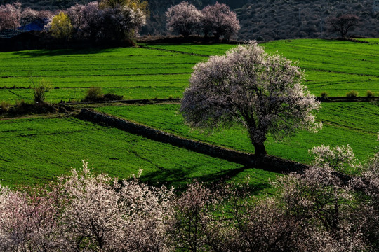 林芝桃花