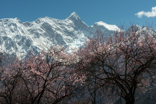 林芝桃花