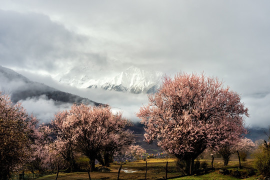 林芝桃花