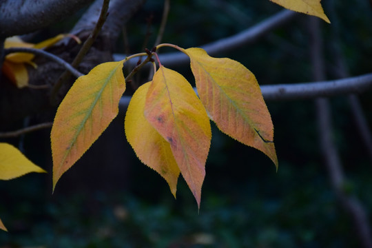 秋天枯黄的树叶