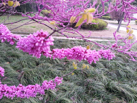 紫金花