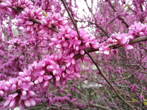 紫金花