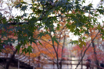 栖霞山红叶