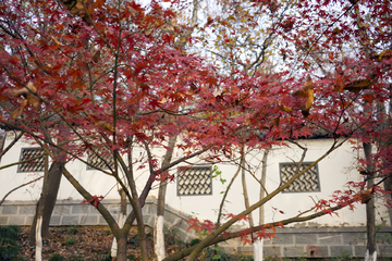 栖霞山红叶