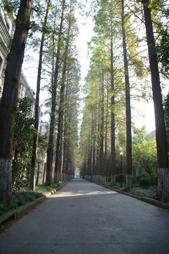 仰拍森林秋景