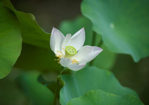 合肥包公园荷花盛开