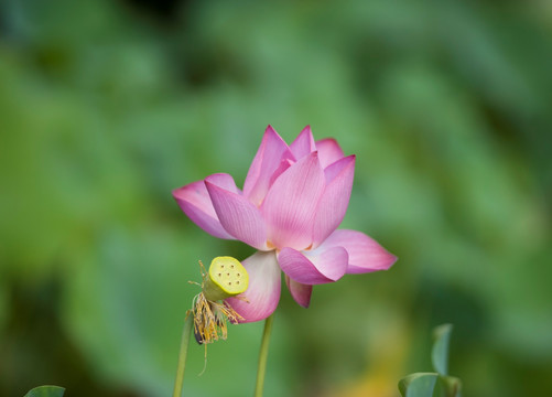 合肥包公园荷花盛开